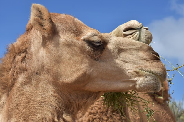 Free photo up close look into the profile of a camel.