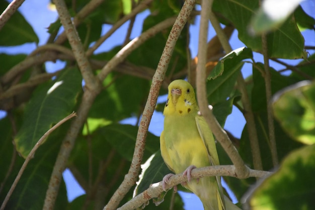 Up close look at a yellow parakeet on a branch.