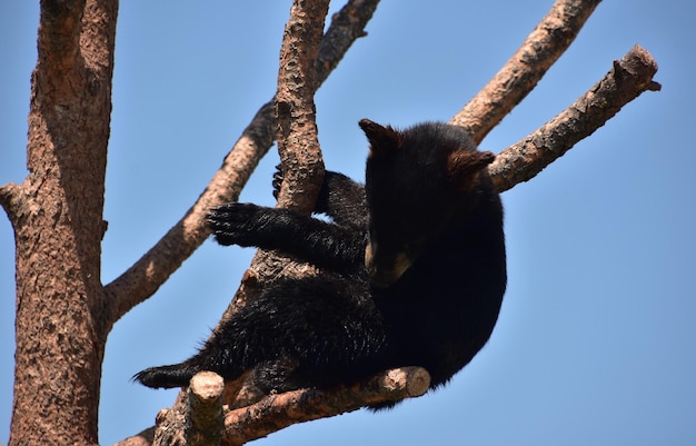 Up close with a black bear cub sitting on a branch in the summer