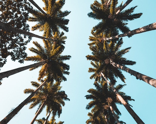 Free Photo up shot of beautiful tropical palms in a coastal city