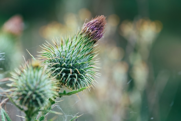 Upcoming flowering thistle closeup