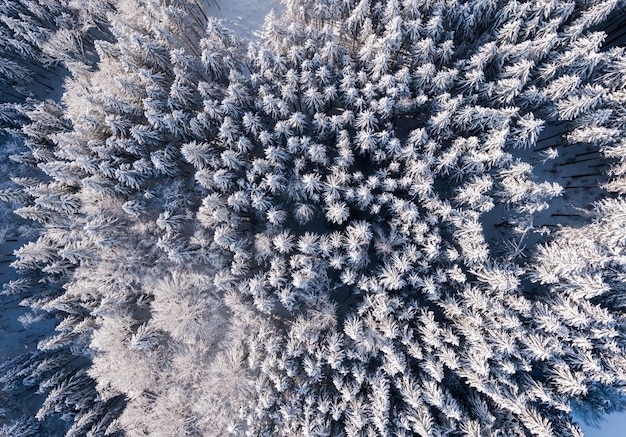 Upper view of the forest with tall trees covered in snow in winter