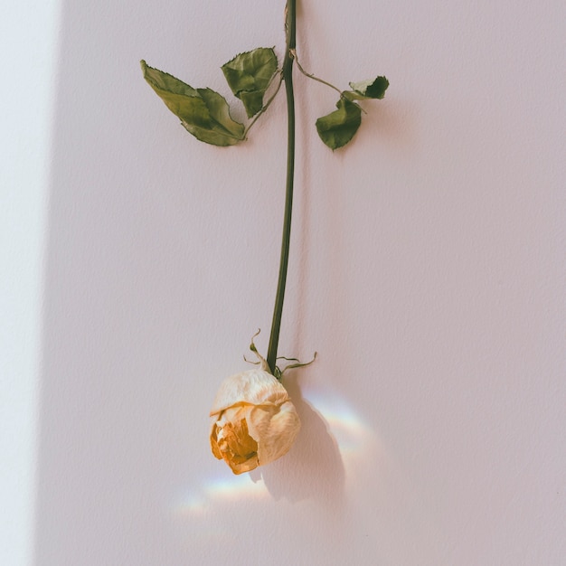 Free Photo upside down white rose on a wall