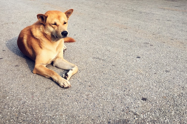 Free Photo urban city homeless dog lonely