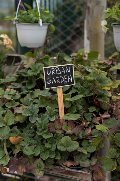 Urban garden with beautiful plants