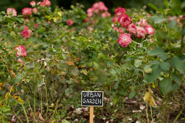 Urban garden with pink flowers