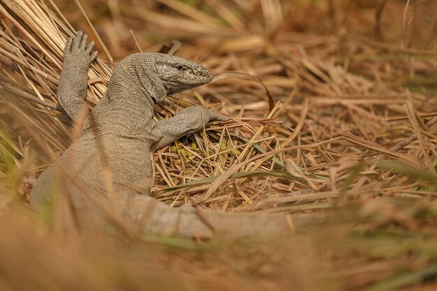 varanus bengalensis monitor lizard in nature habitat indian wildlife