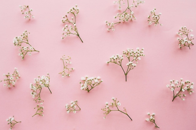 Free Photo variation of little baby's breath flowers on a light pink background