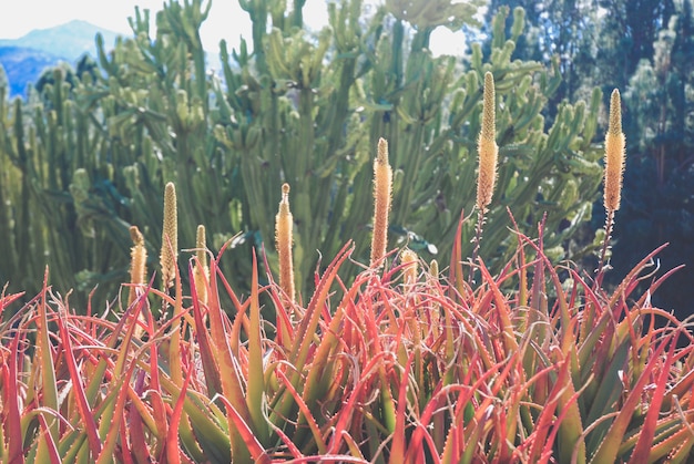 Variety of cactus