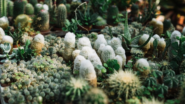 Free photo various cactus plants growing in greenhouse