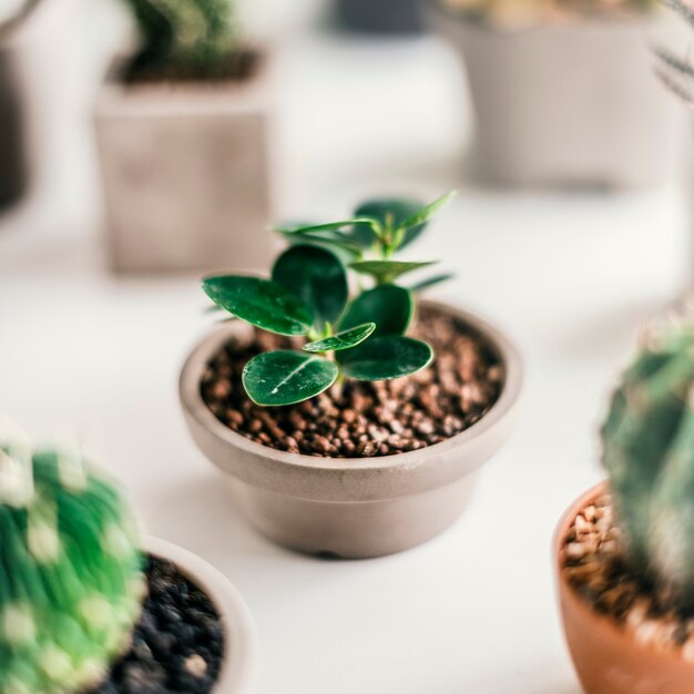 Various small Cacti