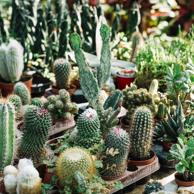 Various types of fresh cactus plants