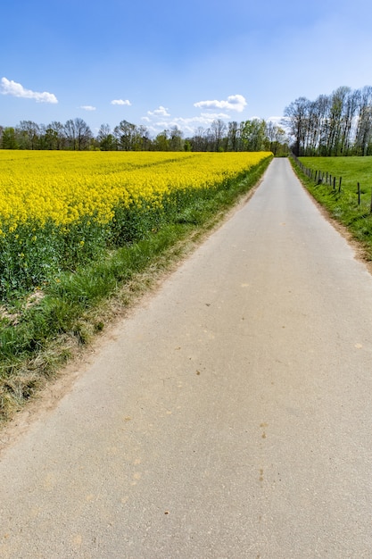 Free photo vast field with yellow flowers during daytime