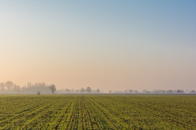 Free photo vast green field with tree silhouettes during daytime