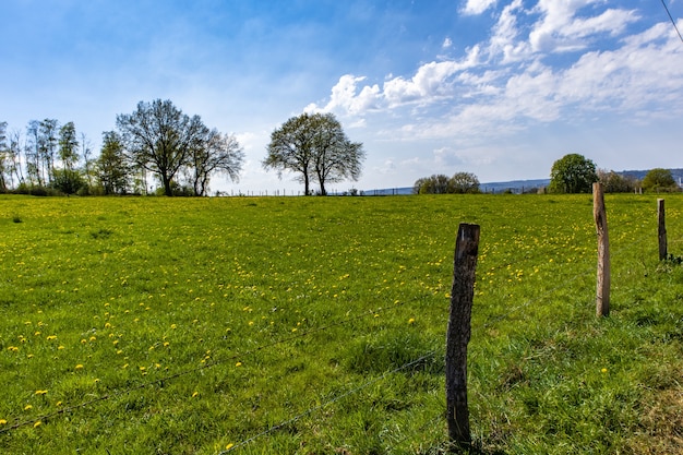 Vast green lawn in the park with few trees and a blue sky