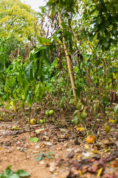 Free photo vegetable kitchen