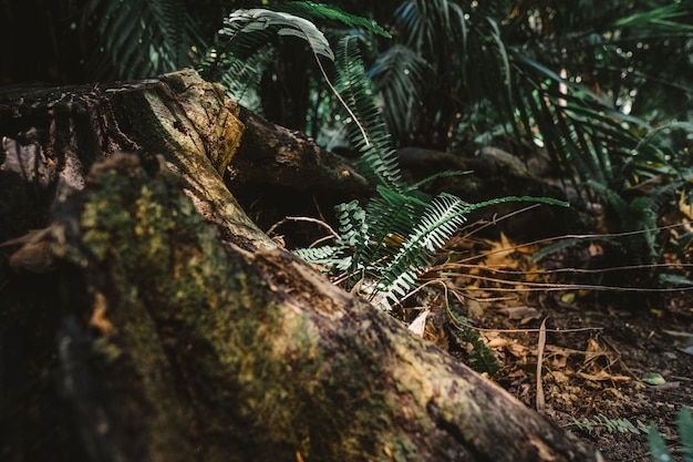 Free Photo vegetation in forest