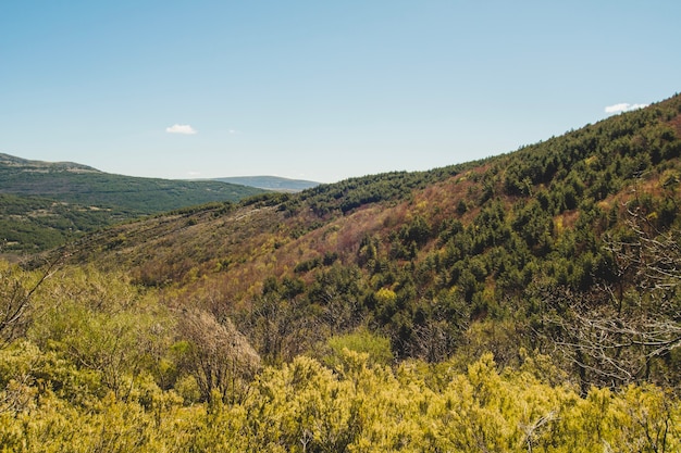 Vegetation in hilly environment