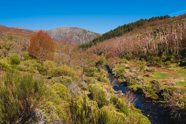 Vegetation in mountain einvironment