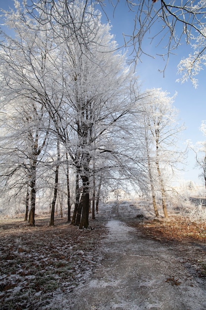 Free Photo vegetation natural plants in the park