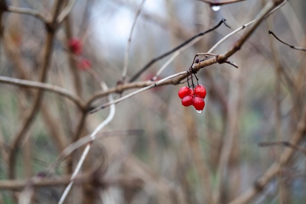 Free photo vegetation natural plants in the park