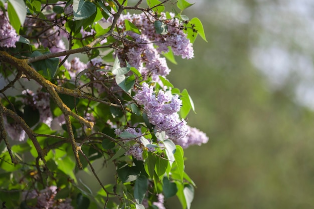 Free Photo vegetation natural plants in the park