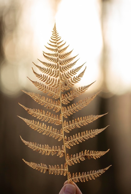 Free photo vegetation natural plants in the park