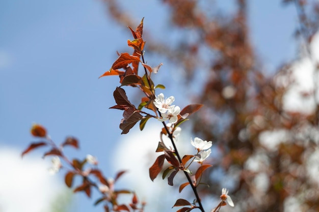 Free Photo vegetation natural plants in the park