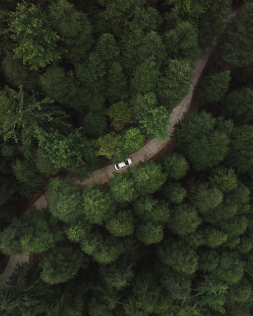 Vertical aerial shot of a car riding through a road in the forest with tall green dense trees