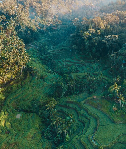 Vertical aerial shot of grassy hills and palm trees at daytime