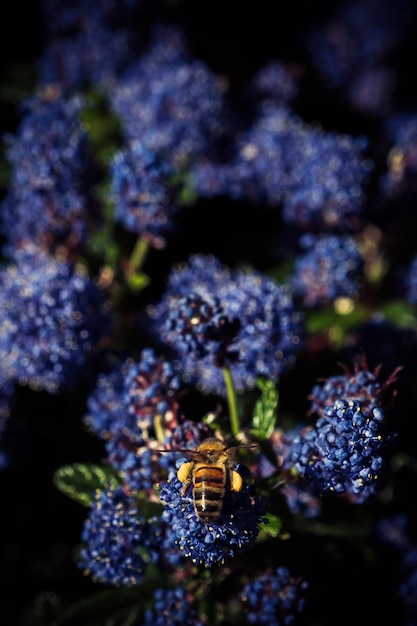 Free Photo vertical  of a bumblebee perched on a bloom of a ceanothus flower