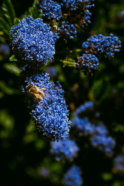 Vertical  of a bumblebee perched on a bloom of a Ceanothus flower