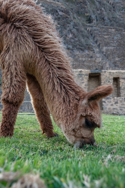 Free photo vertical close-up shot of a fluffy brown llama eating grass