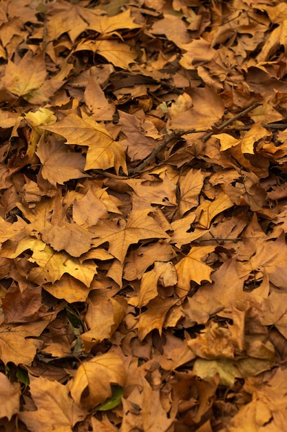 Vertical closeup of the autumn foliage