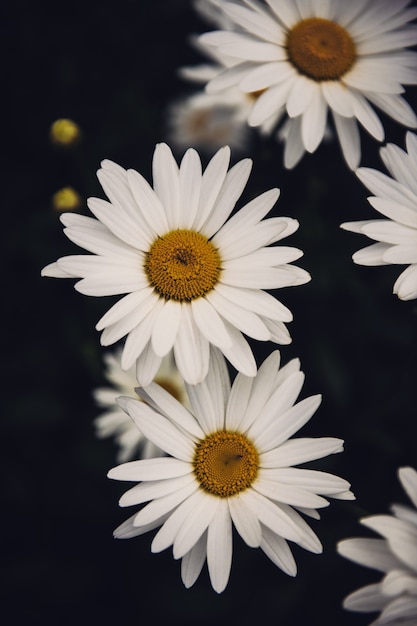 Vertical closeup  of beautiful daisy flowers