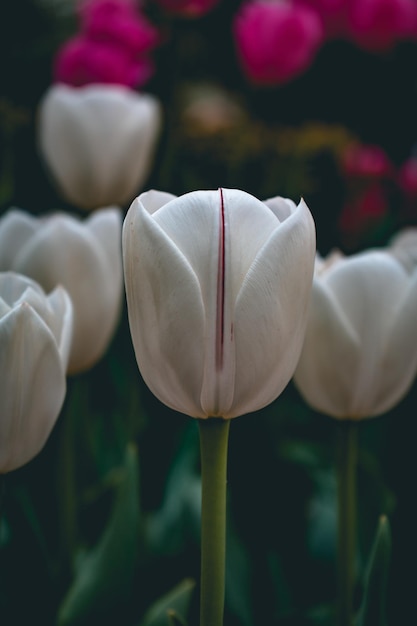 Free photo vertical closeup of blooming white and pink tulips in the garden