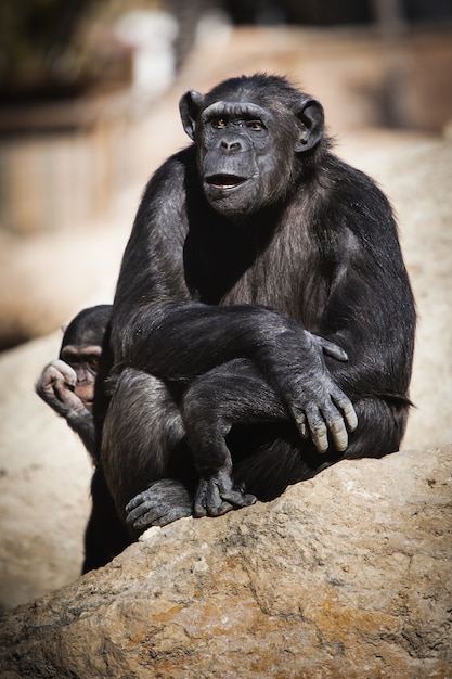 Vertical closeup of chimpanzees sitting on a rock during a sunny day