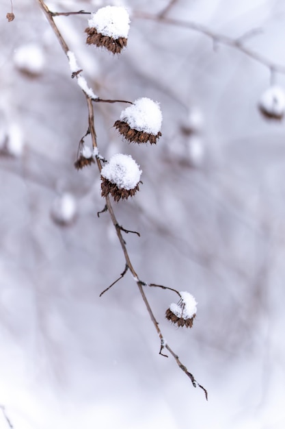 Free Photo vertical closeup of dried winter flowers on a branch covered with snowballs