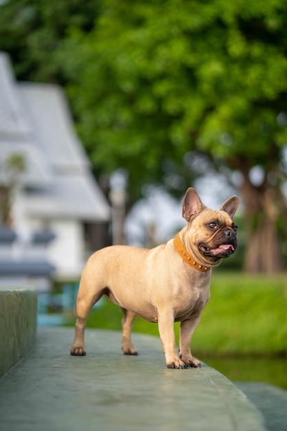 Free photo vertical closeup of a fawn french bulldog standing on the stairs outdoors