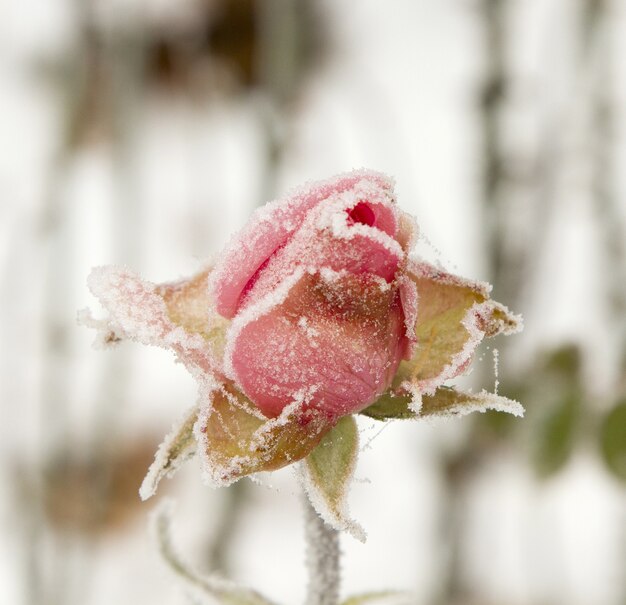 Vertical closeup focus shot of a flower covered in snow