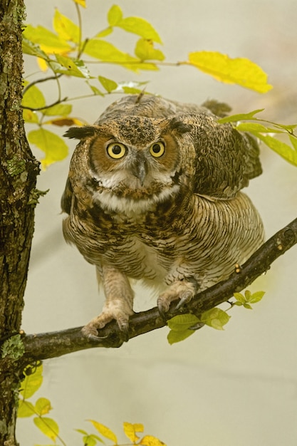 Free photo vertical closeup of a great horned owl standing on a tree branch under the sunlight