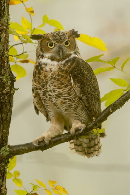 Free Photo vertical closeup of a great horned owl standing on a tree branch under the sunlight