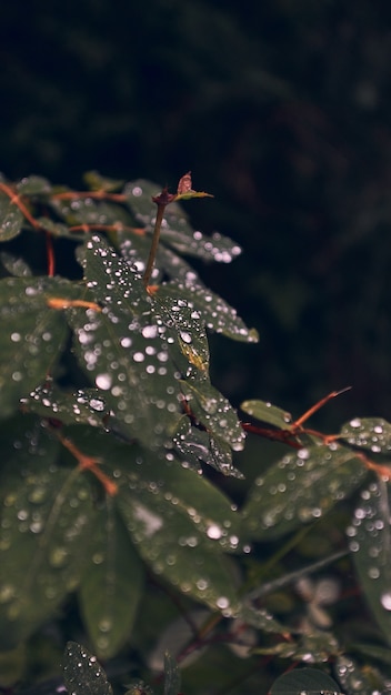 Free photo vertical closeup of green leaves covered with dewdrops