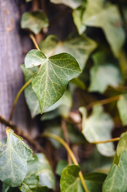 Free photo vertical closeup of ivy leaves under the sunlight