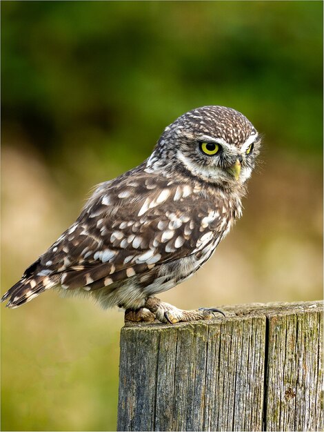 Vertical closeup of the little owl Athene noctua