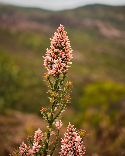 Free photo vertical closeup of lupine in a garden under the sunlight with a blurry