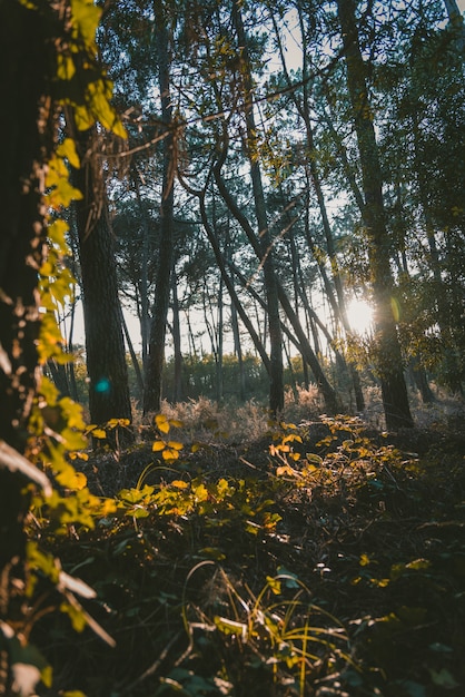 Vertical closeup picture of tree leaves in a forest surrounded by greenery during sunrise