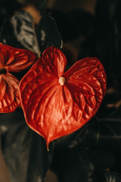 Vertical closeup of a red calla flower with a long stamen