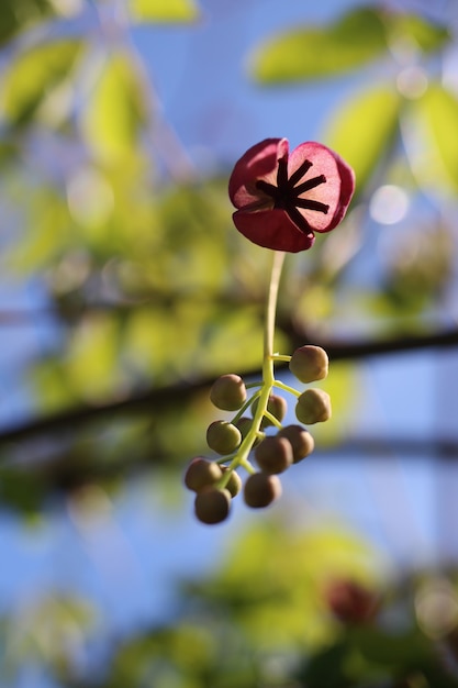 Free photo vertical closeup shot of an akebia flower with a blurred background