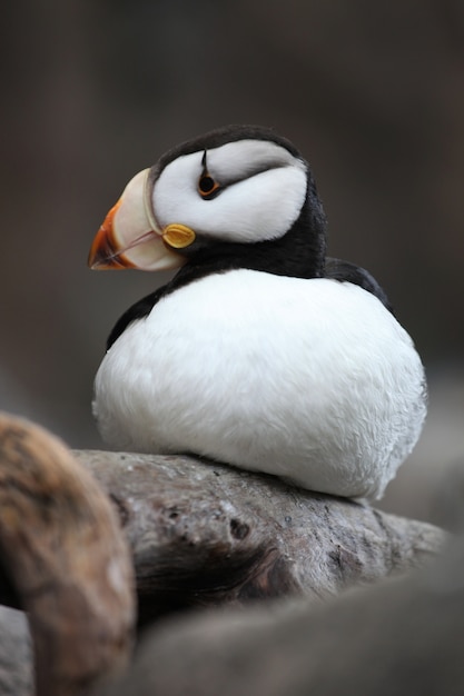 Vertical closeup shot of an Atlantic puffin in Alaska on a blurred space